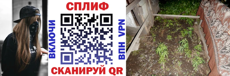 Бошки марихуана индика  Будённовск 